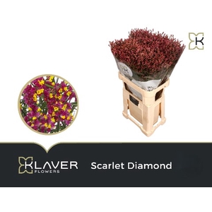 Limonium scarlett diamond