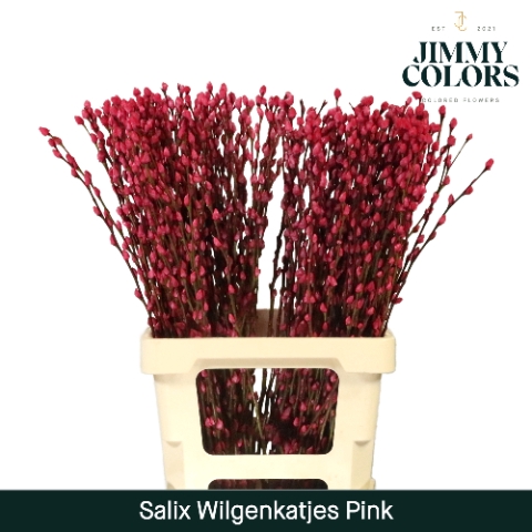 <h4>Salix paint pussy willow pink</h4>