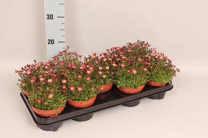 vaste planten 12 cm Saxifraga Red