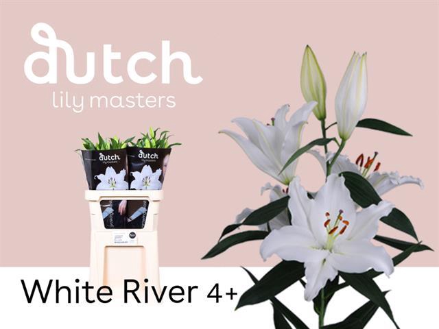 <h4>Lilium or white river</h4>