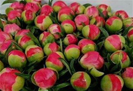 <h4>> Paeonia Coral Sunset</h4>