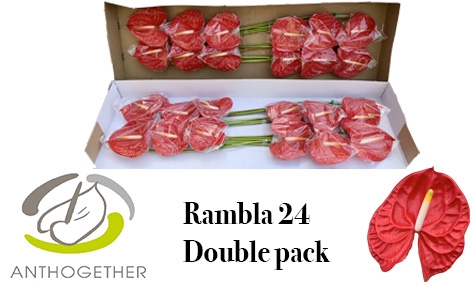 <h4>ANTH A RAMBLA 24 Double Pack</h4>
