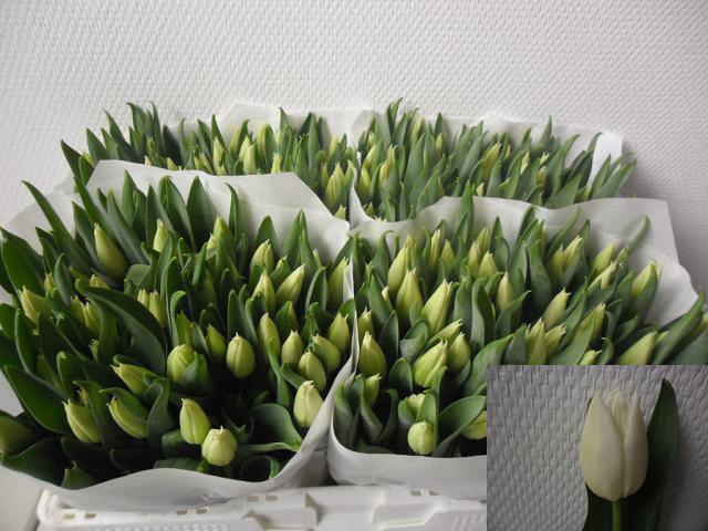 <h4>Tulipa si agrass white</h4>