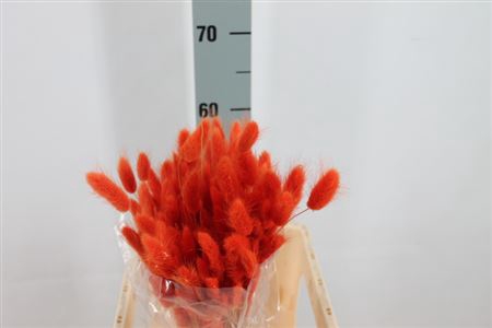 Dried Lagurus Bleached Oranje Bs
