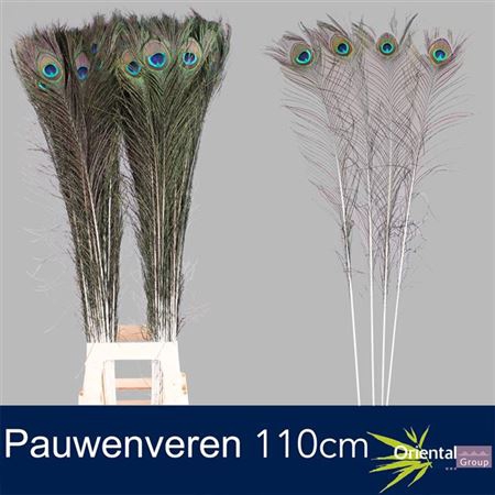 <h4>Peacock Feather 110 Cm</h4>
