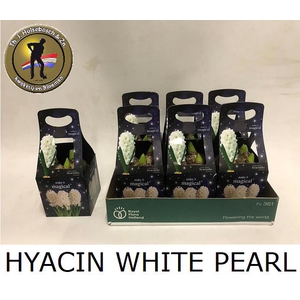 HYACIN WHITE PEARL