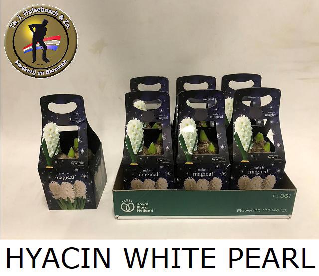 HYACIN WHITE PEARL