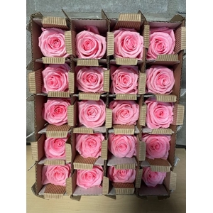 Roos bulk roze