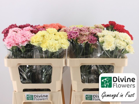 <h4>Dianthus st mix in bucket</h4>