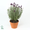 Lavandula st. 'Anouk'® Collection P10,5 in Insect Hotel