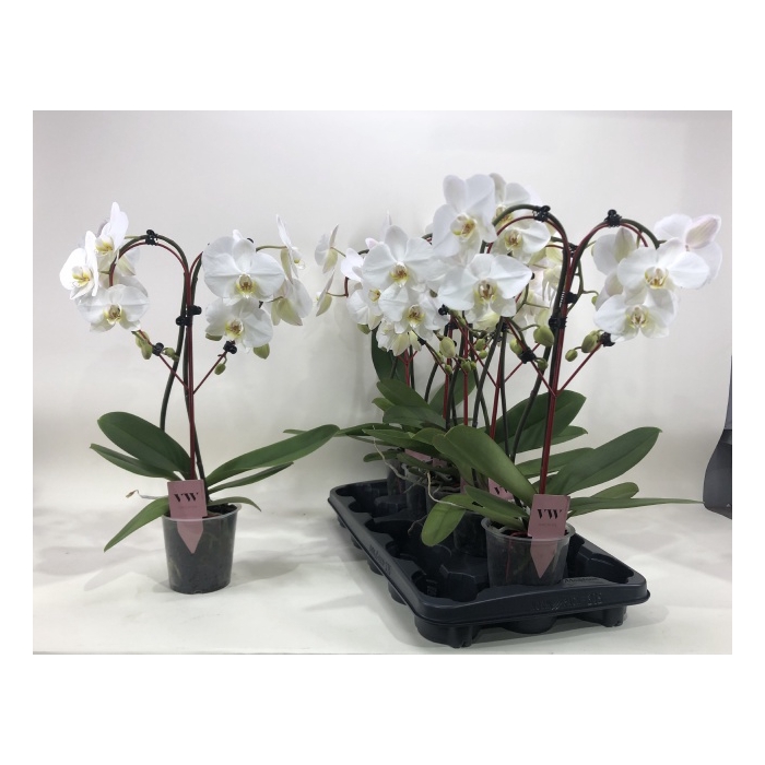<h4>Phalaenopsis Anthura Leeds 12Ø 50cm 2st 16fl</h4>