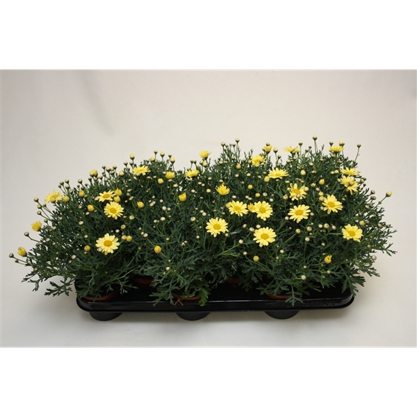 <h4>Argyranthemum frutescens La Rita Yellow</h4>