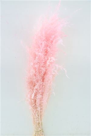 <h4>Dried Munni Grass L Pink Bunch</h4>