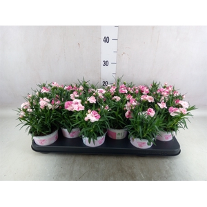 Dianthus  'Sprint Pink and Proud'