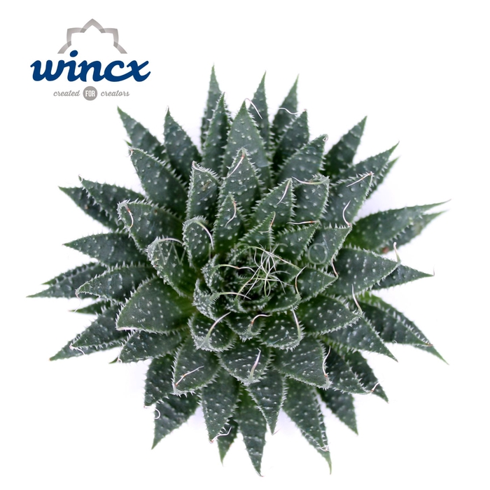 Aloe Aristata Cutflower Wincx-12cm