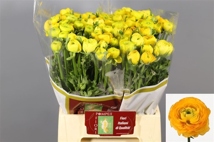<h4>Ranunculus Elegance Yellow</h4>