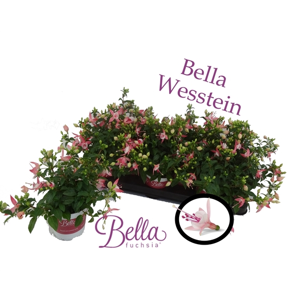 <h4>Bella fuchsia 'sophia' ( Hang )</h4>