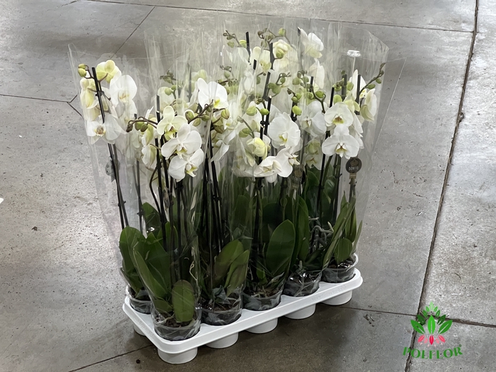Phalaenopsis Biały 12Ø 70cm 3 Pędy