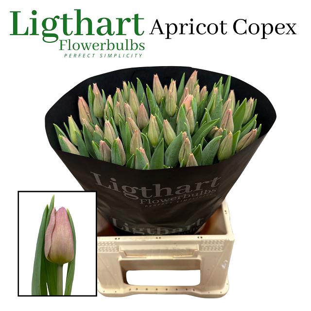 <h4>Tulipa si apricot copex</h4>