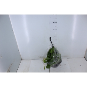 PHILODENDRON SCANDENS C21 PENDENTE