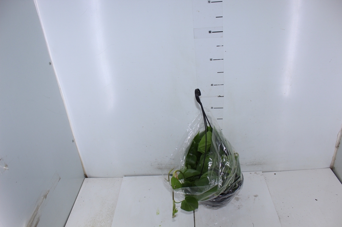 <h4>PHILODENDRON SCANDENS C21 PENDENTE</h4>