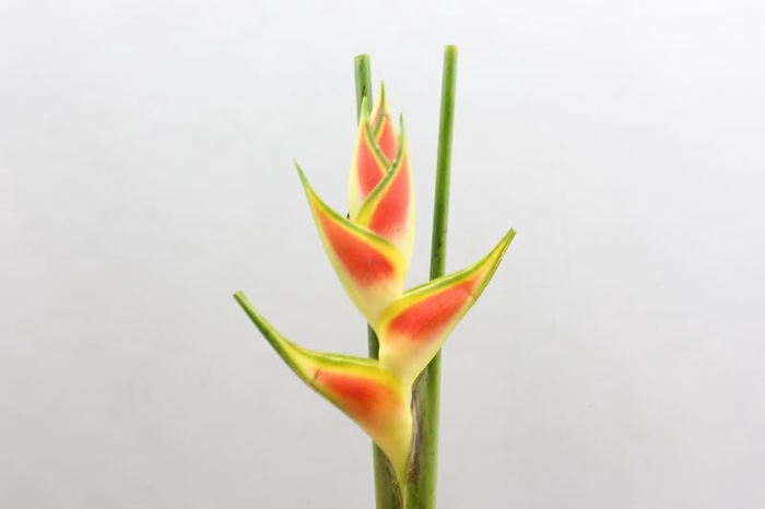 <h4>Heliconia Wagneriana Yellow</h4>