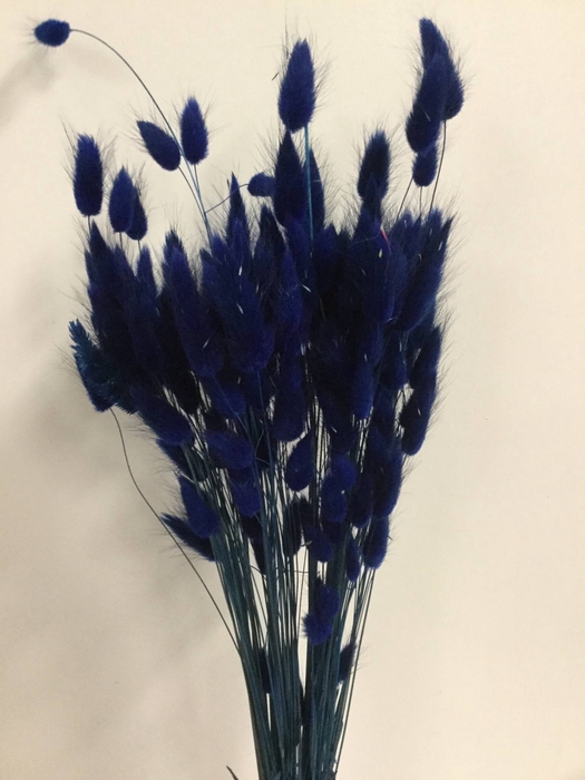 DRIED FLOWERS - LAGURUS BLUE 50GR