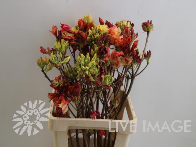 <h4>Rhododendron mix in bucket</h4>