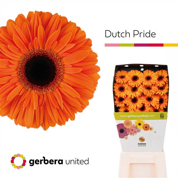 <h4>Ge Gr Dutch Pride - Gerbera United</h4>