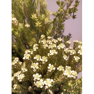 Greens - Diosma Flowers
