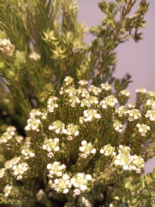 <h4>Greens - Diosma Flowers</h4>
