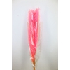 Dried Cortaderia Dadang Soft Pink 110cm