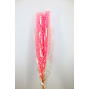 Dried Cortaderia Dadang Soft Pink 110cm