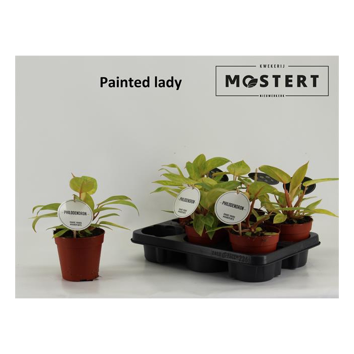 <h4>Philodendron Painted Lady 12Ø 30cm</h4>