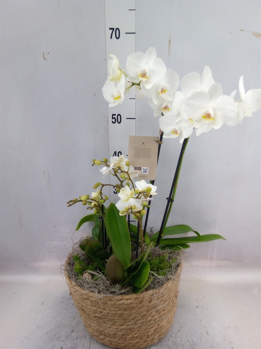 <h4>Arr.  Phalaenopsis H%</h4>