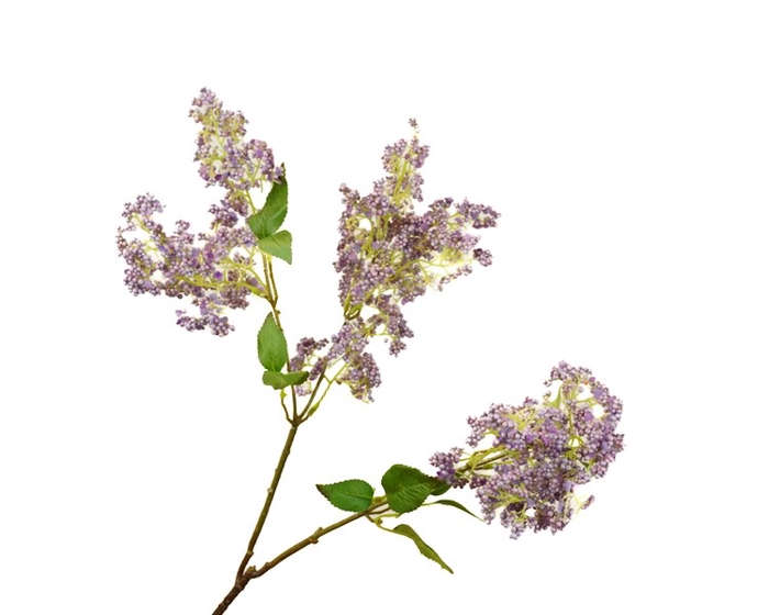 <h4>Syringa Lilac</h4>