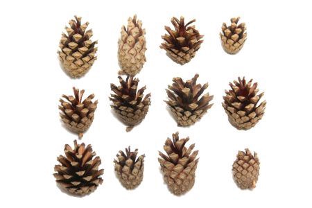 <h4>Pinecone Silvester 5kg</h4>