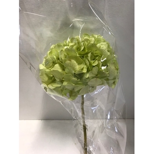 Hydrangea / Hortensia d15cm past.groen