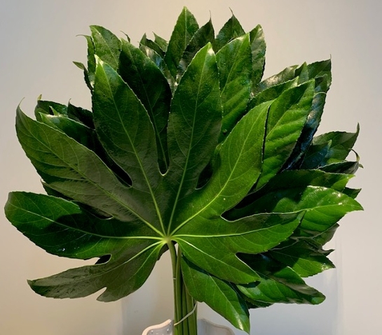 Greens - Aralia Leaves