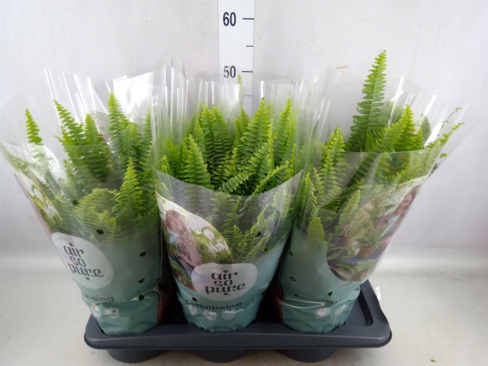 <h4>Nephrolepis exal. 'Green Lady'</h4>