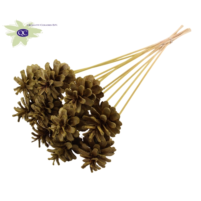 <h4>Pine cone 5-7cm on stem Intense Olive</h4>