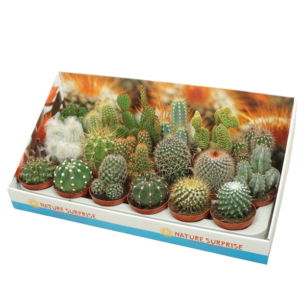 <h4>Cactus mix 8,5 cm in presentatiedoos</h4>