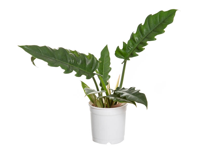 <h4>PHILODENDRON RING OF FIRE GREEN P15</h4>