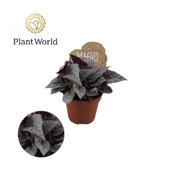 Begonia rex Silver Limbo 8,5cm