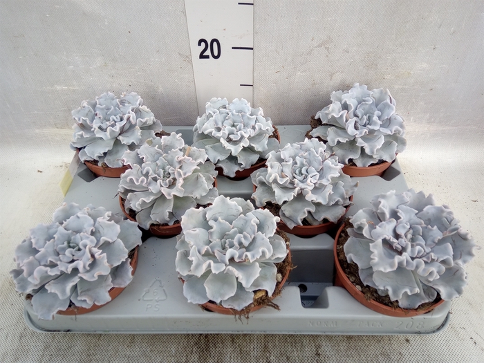 Echeveria   ...