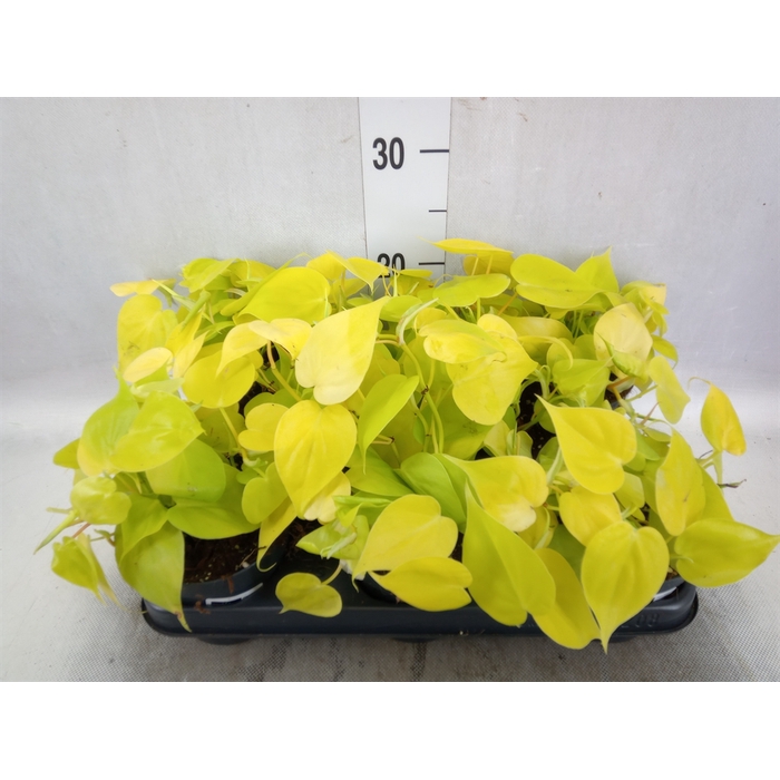 <h4>Philodendron scandens subsp. micans</h4>