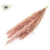 Pampas select l 115cm 8 stems per bunch light pink