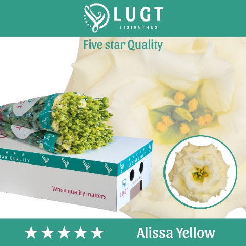 <h4>Lisianthus do alissa yellow</h4>