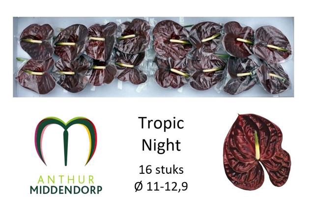 <h4>Anthurium tropic night</h4>
