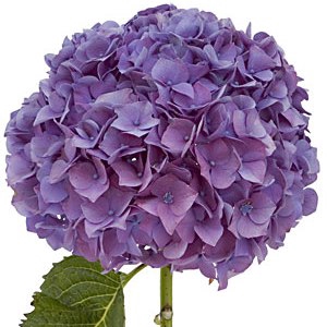 HORTENSIA FORCE LILAS 060 CM